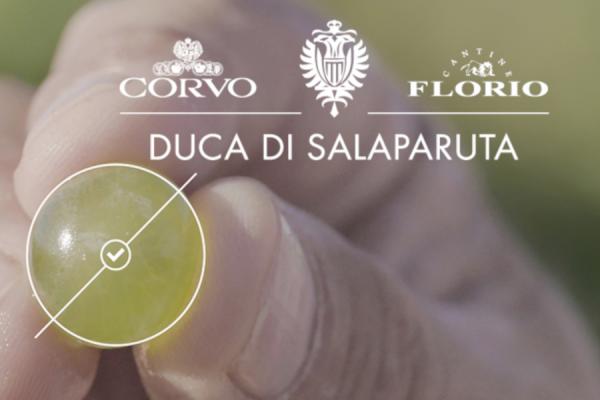 Winery Florio - Duca di Salaparuta